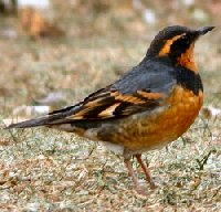 Varied Thrush